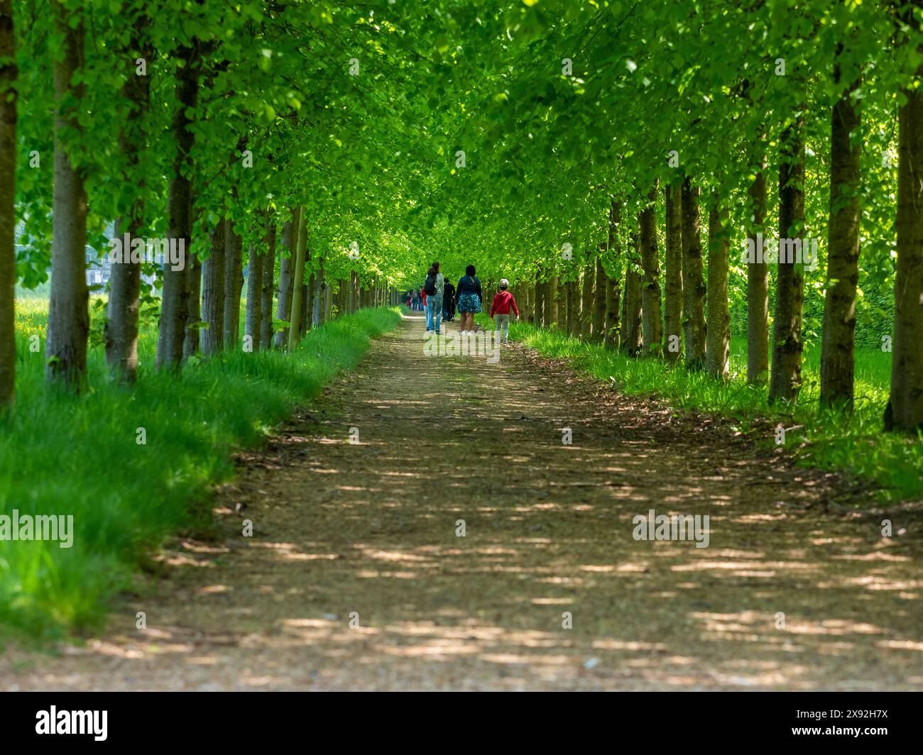 une avenue d'arbres verdoyants, des gens marchant, un enfant et deux femmes au loin dos à la caméra. Banque D'Images