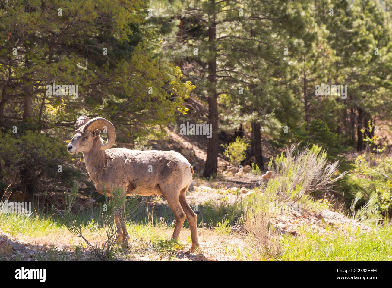 Une vue panoramique d'un mouton Bighorn dans les montagnes Sangre de Cristo à Red River, Nouveau-Mexique Banque D'Images