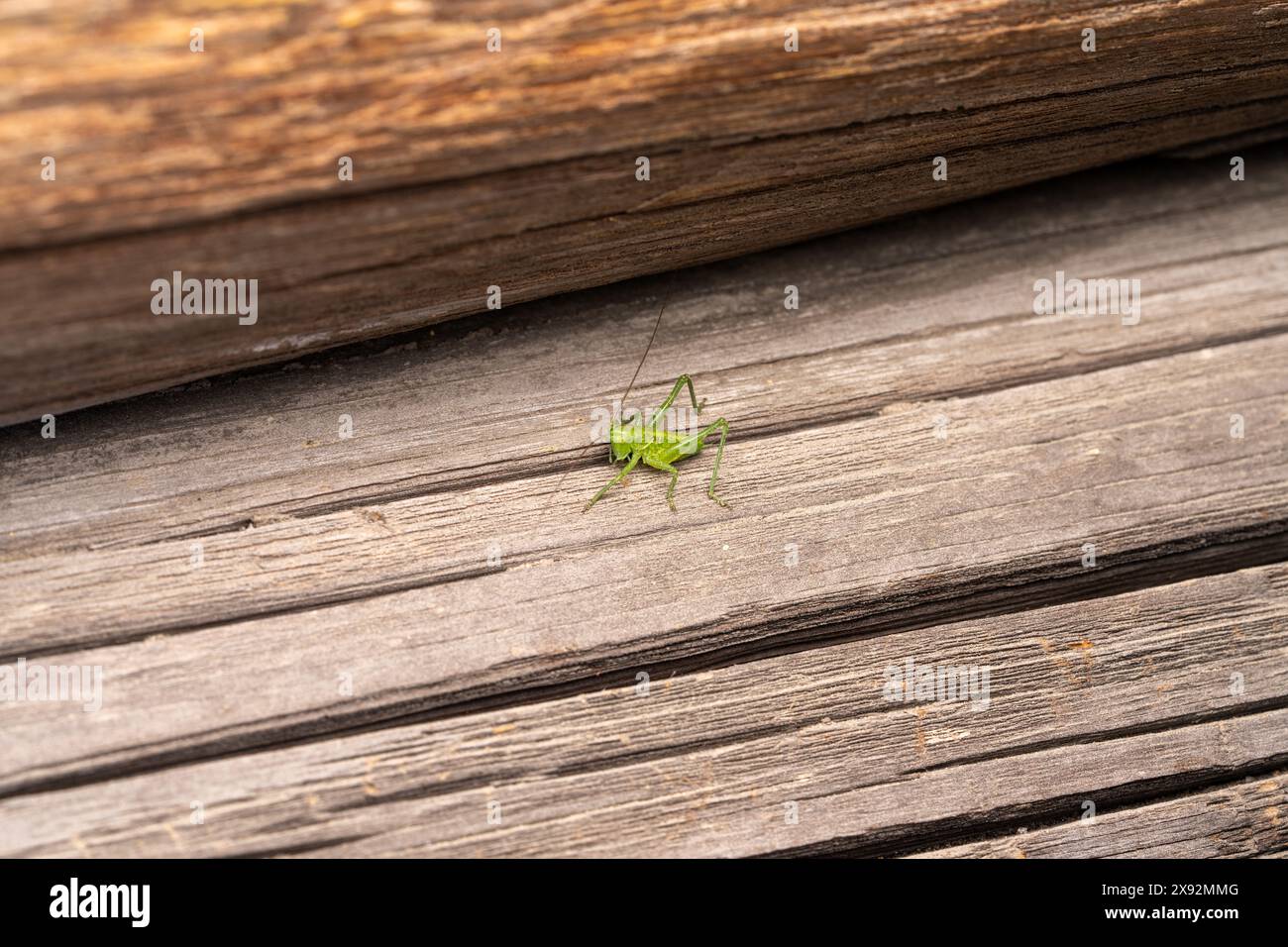 Tettigonia cantans famille Tettigoniidae genre Tettigonia Upland vert brousse-cricket nature sauvage photographie d'insectes, image, papier peint Banque D'Images