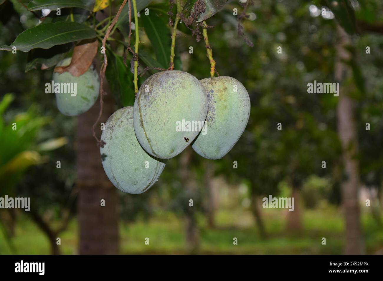 Mangues sur l'arbre dans le jardin Banque D'Images