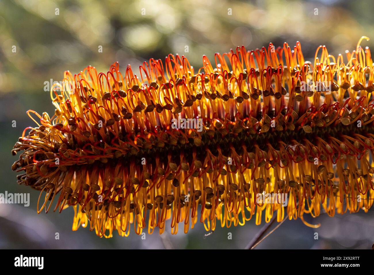 Gros plan sur les parties de fleurs de Banksia australiennes Heath Banque D'Images