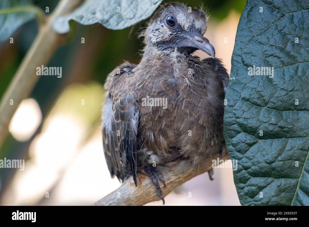 Un bébé pigeon qui est tombé de son nid dans un arbre s'accroche à une branche Banque D'Images