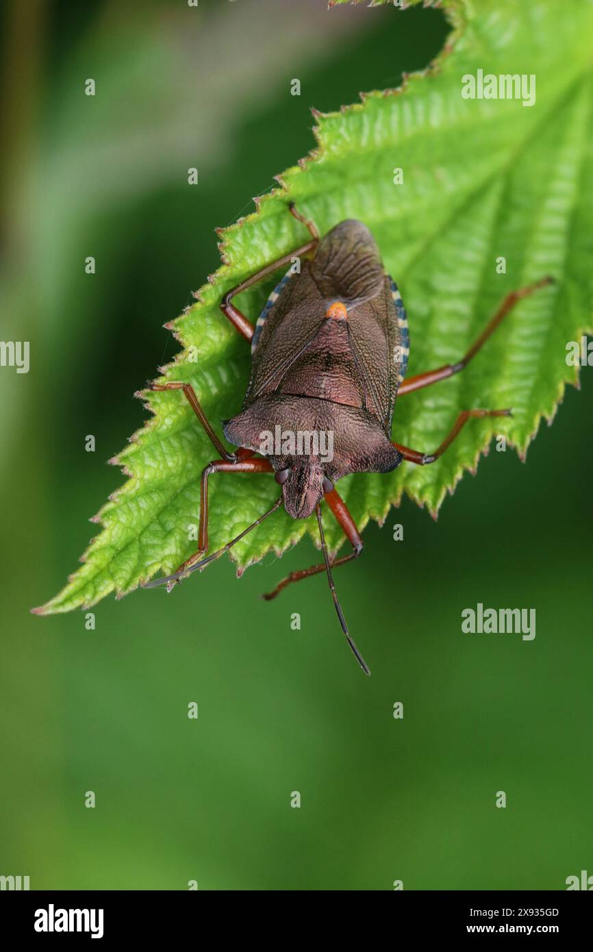 Un Shieldbug adulte à pattes rouges (Pentatoma rufipes), trouvé à Hunterston dans l'Ayrshire, en Écosse. Banque D'Images