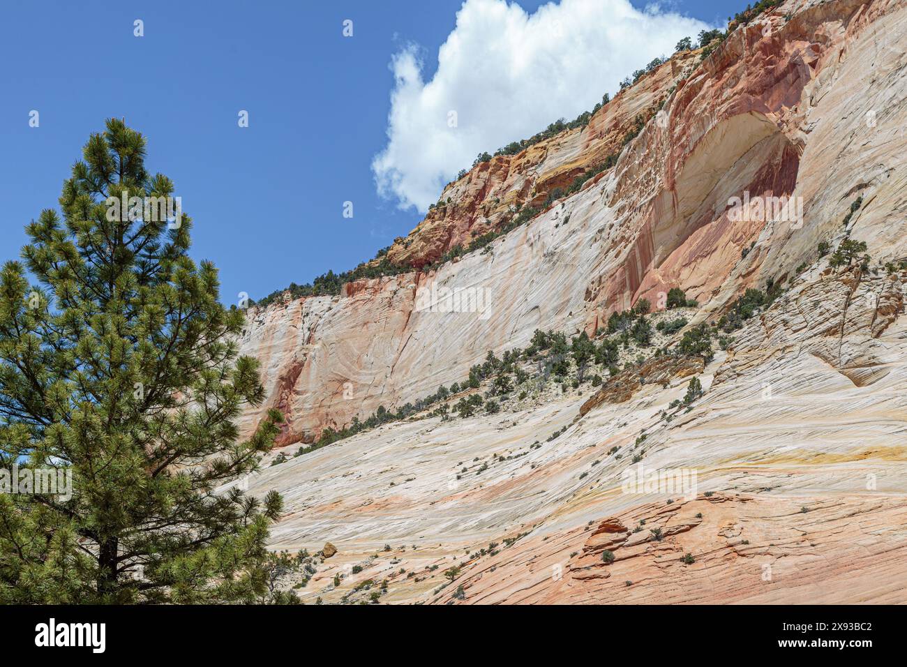 Arc aveugle sur le côté d'une formation rocheuse dans la zone Checkerboard Mesa du parc national de Zion, Utah Banque D'Images