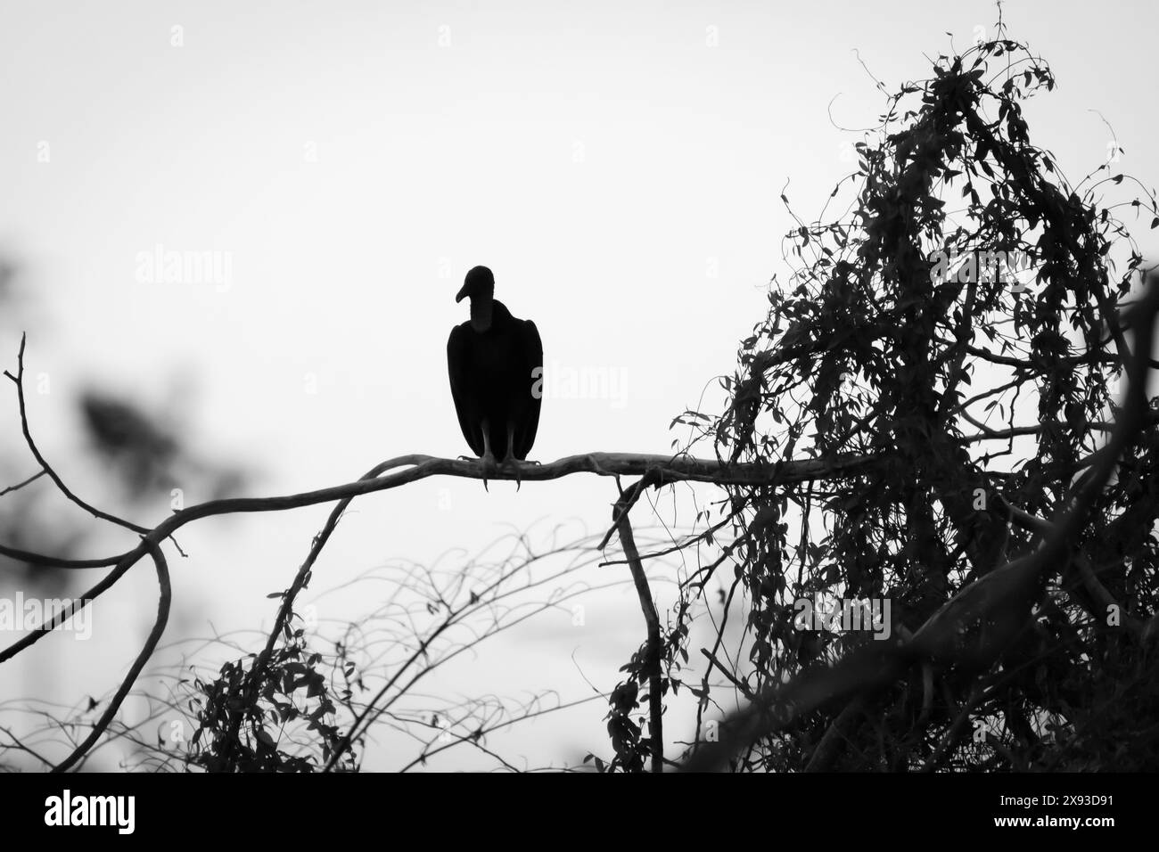 Silhouette d'un vautour perché sur la branche d'un arbre. Scène ténébreuse et mystérieuse. Banque D'Images