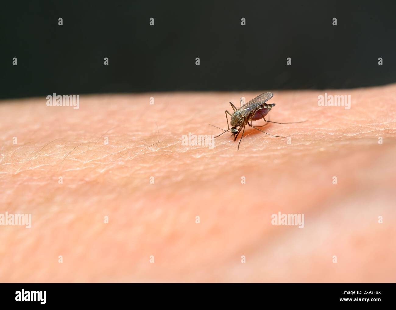 Un moustique a collé sa proboscis dans la peau et boit du sang Banque D'Images