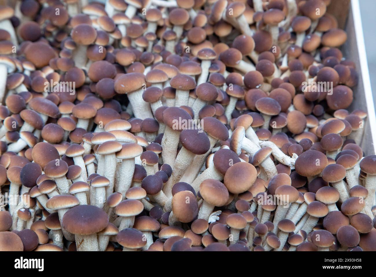 Gros plan de grappes de champignons de hêtre bruns et blancs. Banque D'Images