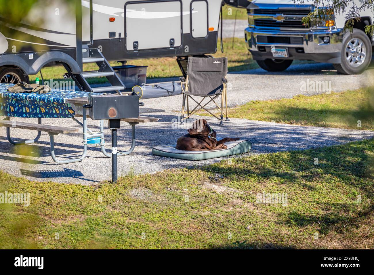 Chien de compagnie allongé sur un coussin de lit de chien dans un camping dans Gulf State Park sur la côte du golfe de l'Alabama à Gulf Shores, Alabama Banque D'Images