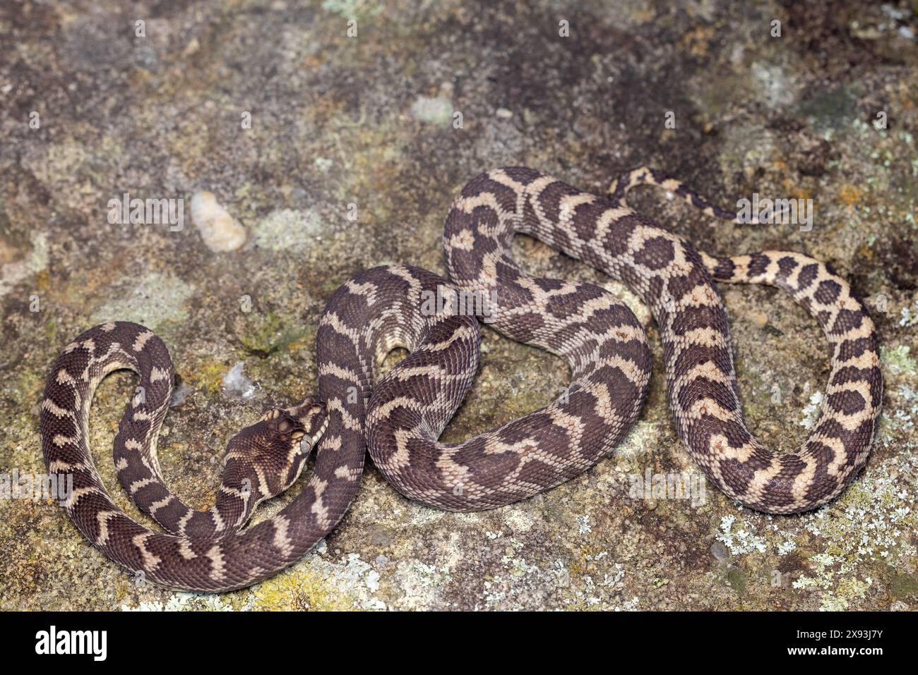 Python australien à échelle brute, Morelia carinata Banque D'Images