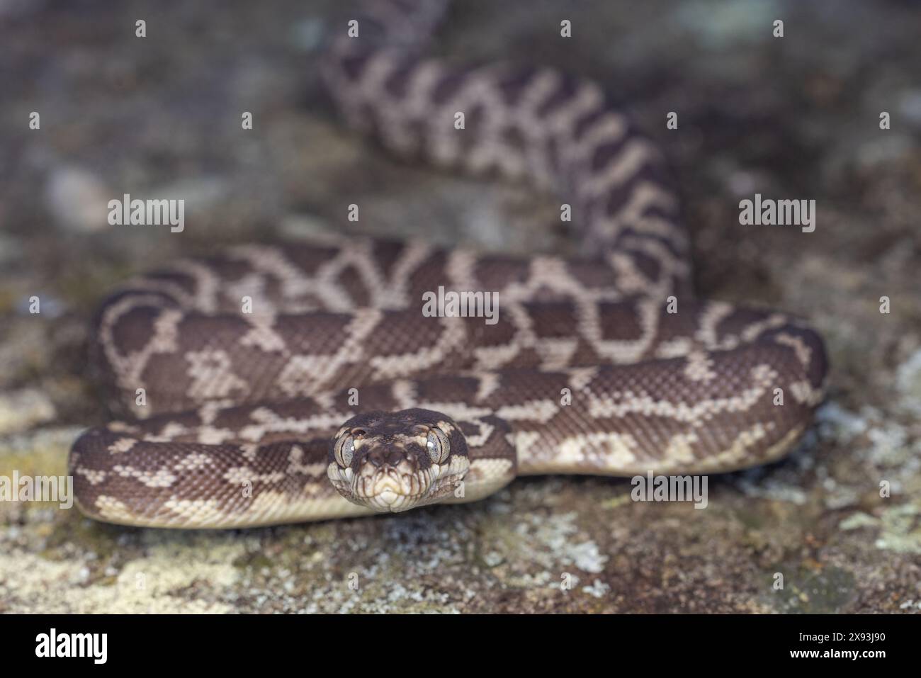Python australien à échelle brute, Morelia carinata Banque D'Images