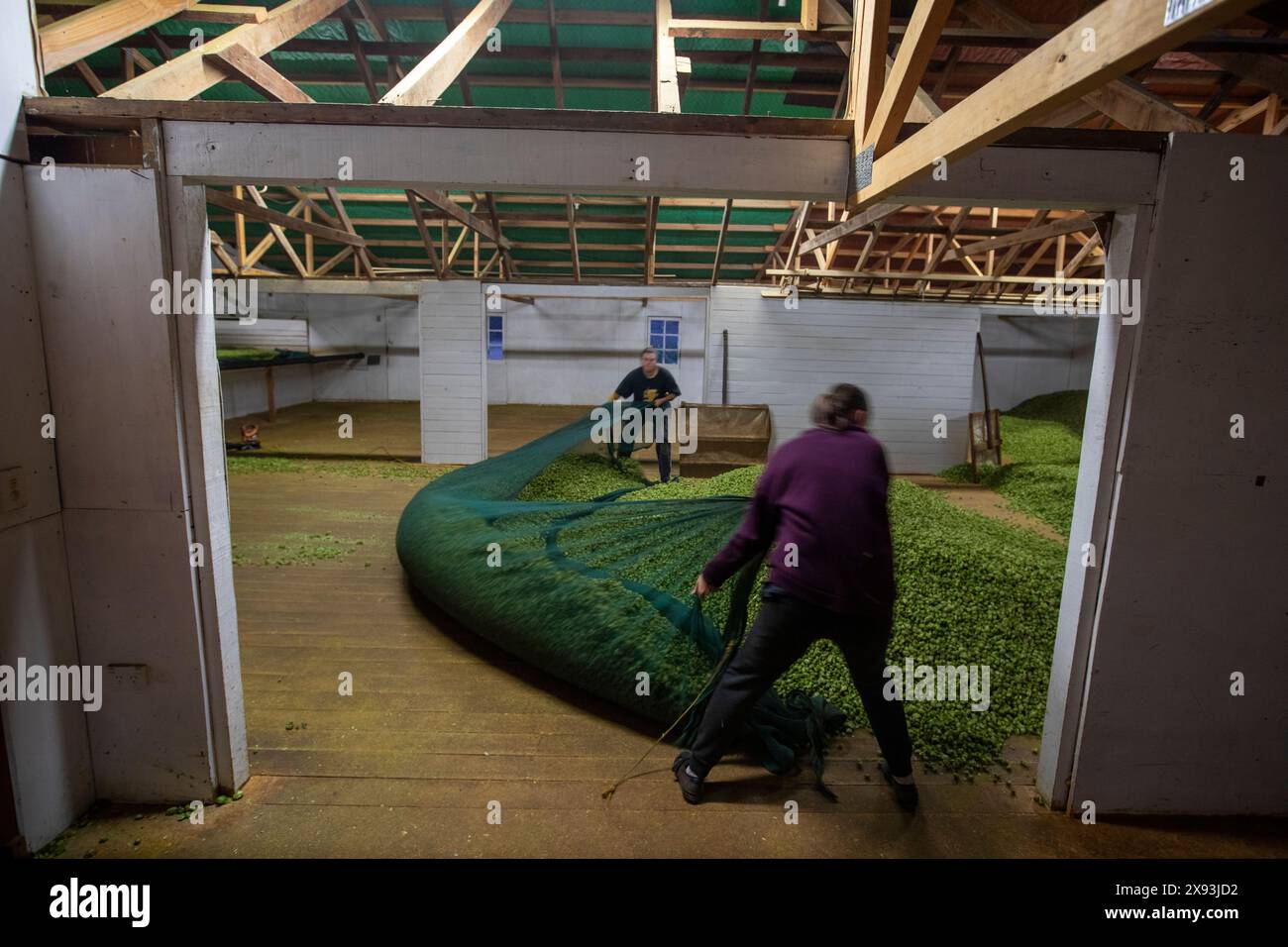 Récolte de houblon, Wakefield, Nouvelle-Zélande Banque D'Images