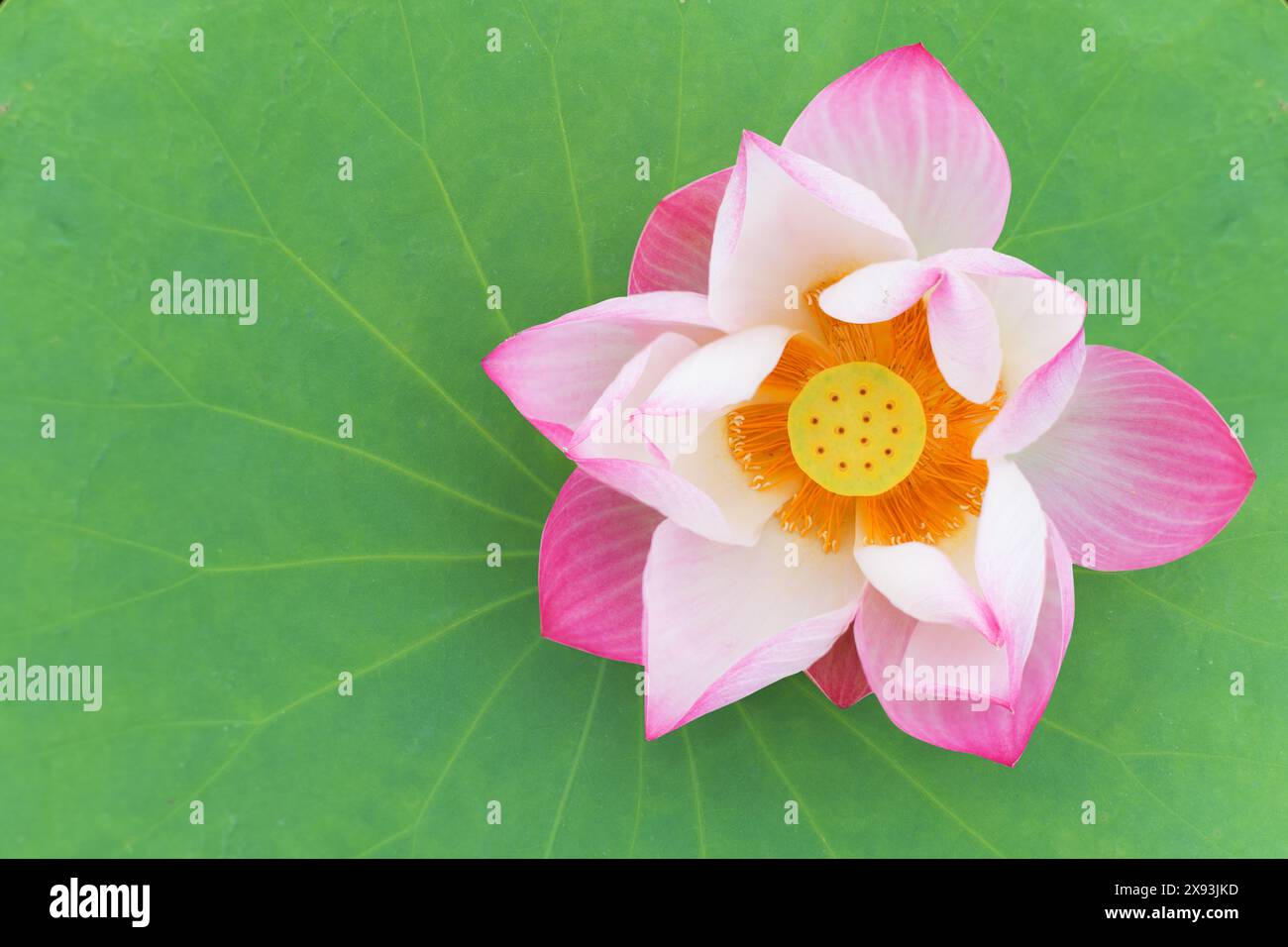 Lotus rose avec pollen jaune sur la feuille Banque D'Images