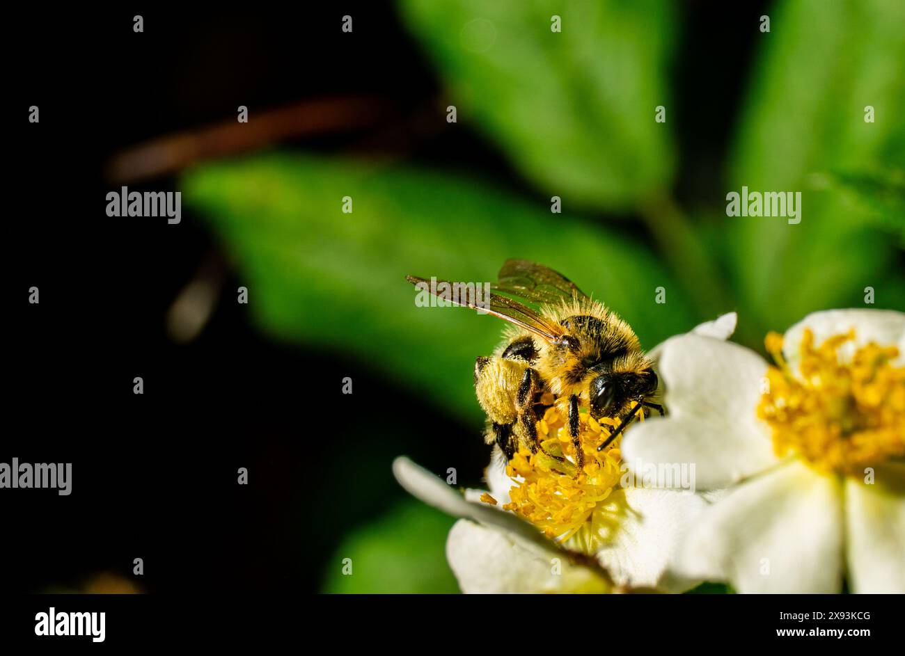 Pétales de fleurs pollinisatrices d'abeilles Banque D'Images