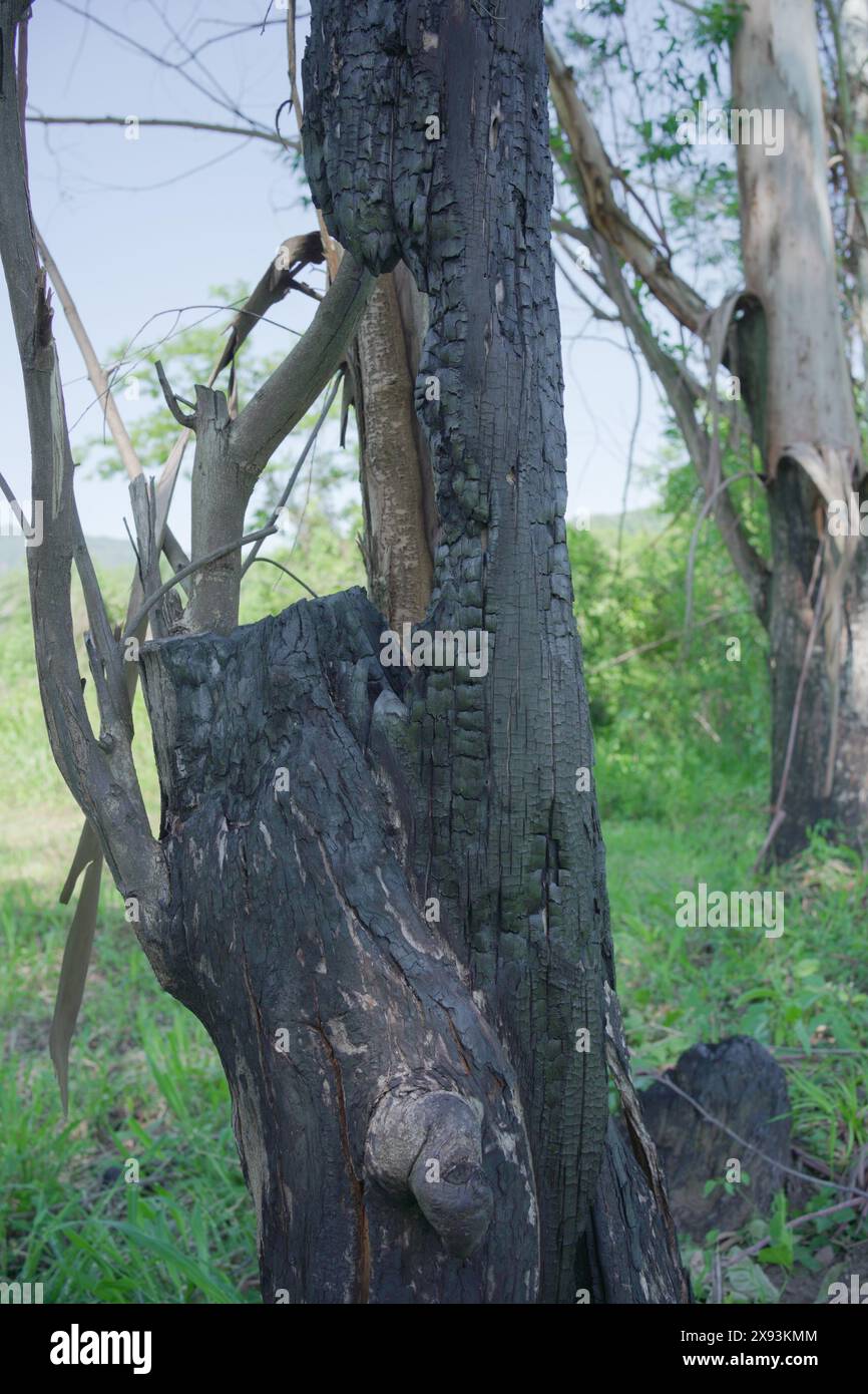 Tronc d'arbre brûlé dans la forêt. Banque D'Images