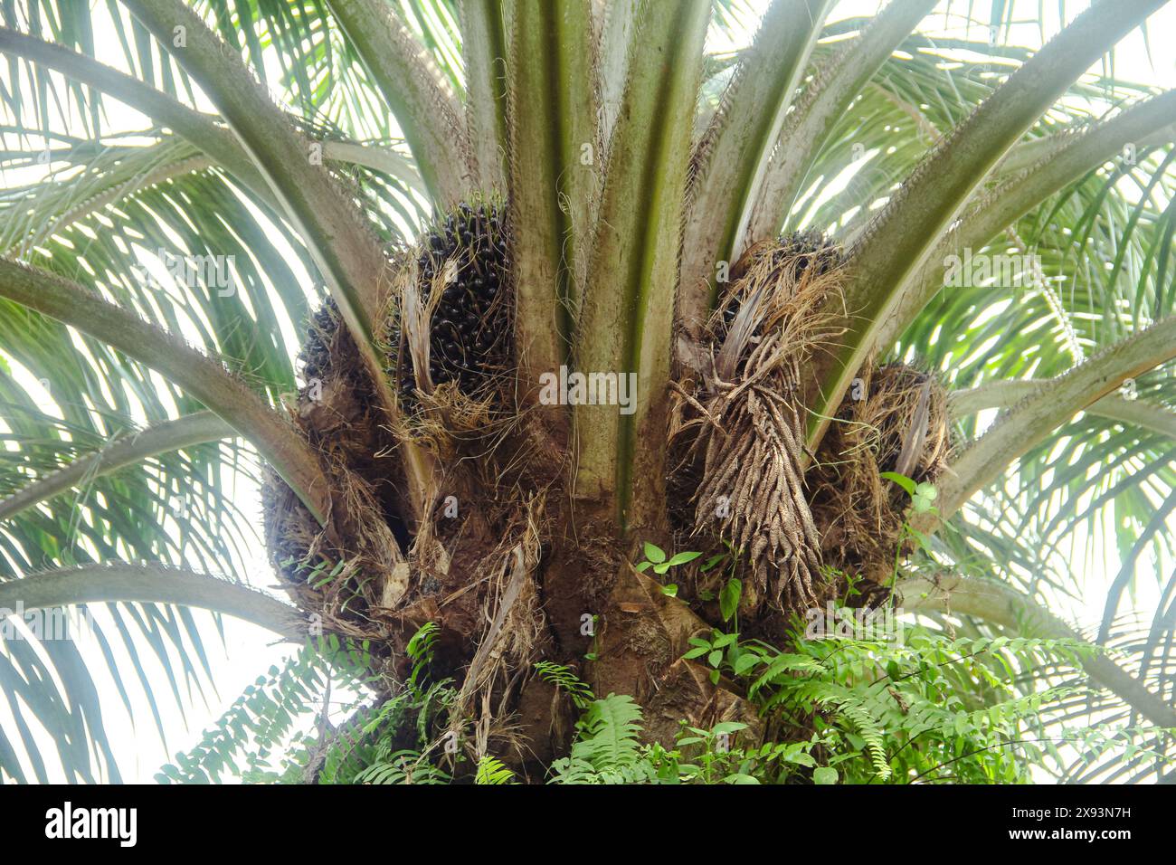 Les plantations de palmiers à huile, des palmiers à huile soigneusement agencés, poussent abondamment et deviennent une grande denrée en Indonésie Banque D'Images