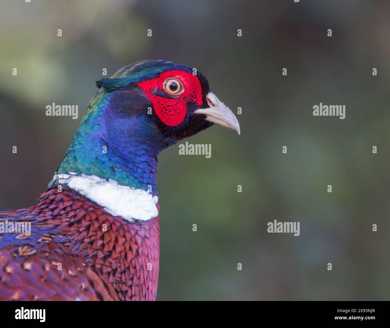 Faisan [ Phasianus colchicus ] Portrait de tête et d'épaules d'oiseau mâle Banque D'Images