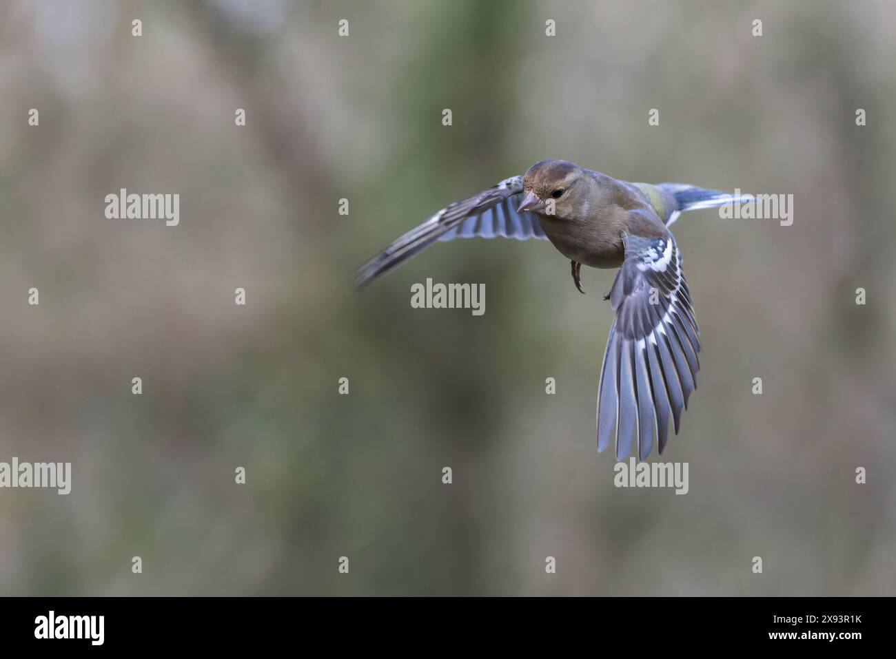 Chaffinch eurasien [ Fringilla coelebs ] oiseau femelle en vol Banque D'Images