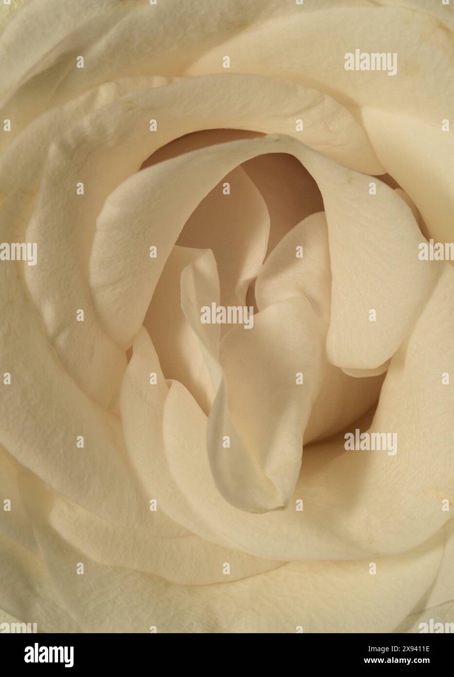 Beauté en spirale de la fleur de rose blanche macro plan, se concentrant sur les détails, les motifs, la texture et la forme. Transmet la connexion, la pureté, la beauté complexe. Banque D'Images