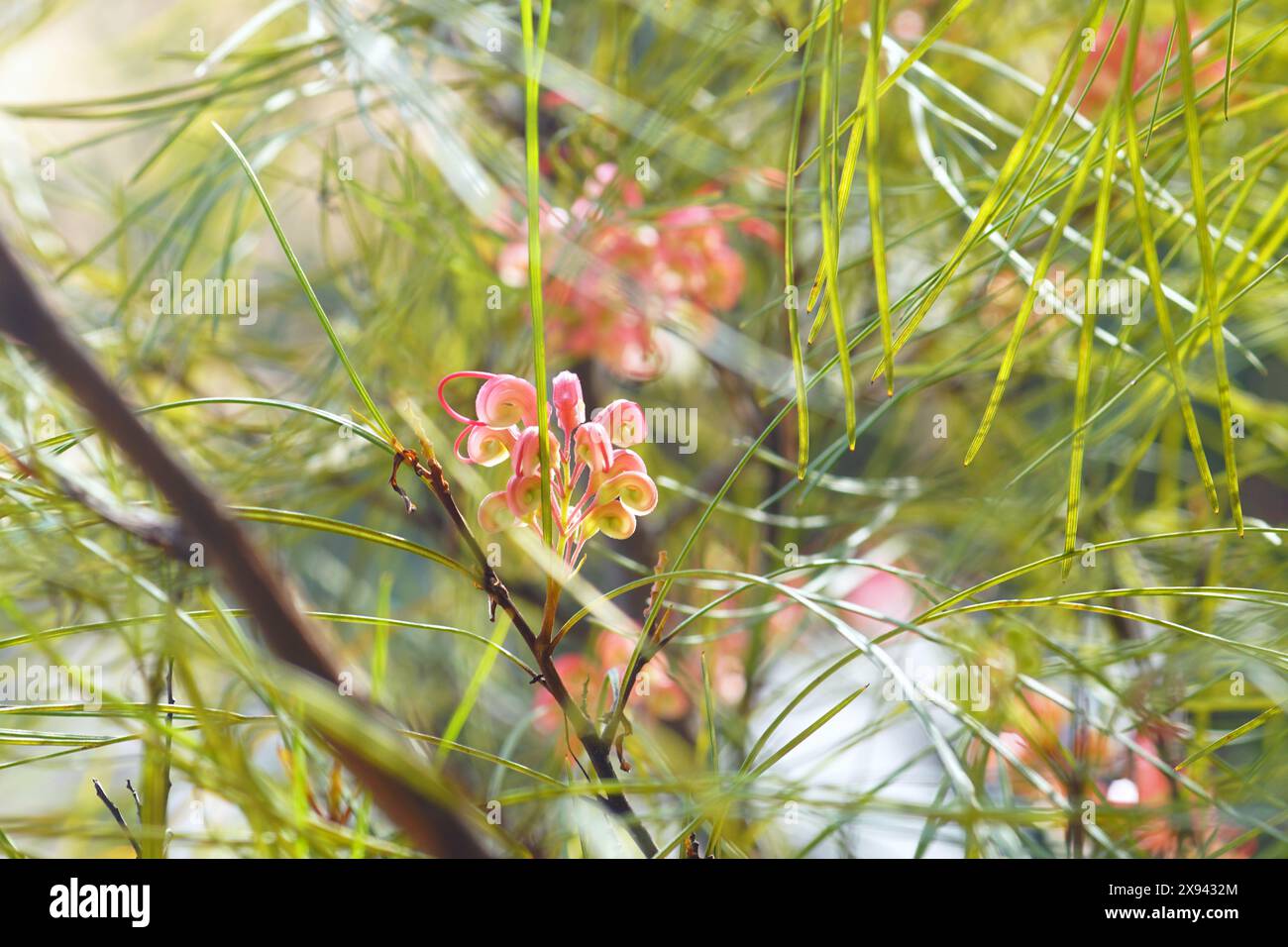 Une branche de grevillea johnsonii, également connue sous le nom de fleurs d'araignée, avec des fleurs en fleurs. Un arbre aux fleurs exotiques originaires d'Australie. Banque D'Images