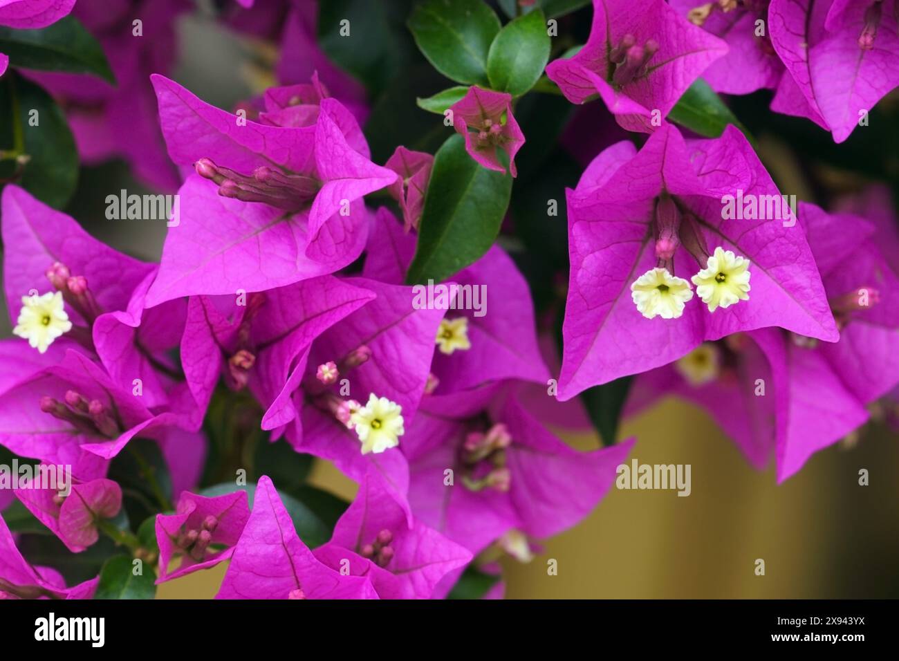 Fleurs ouvertes de bougainvilliers violets gros plan. Météo estivale sur la côte du Monténégro. Banque D'Images