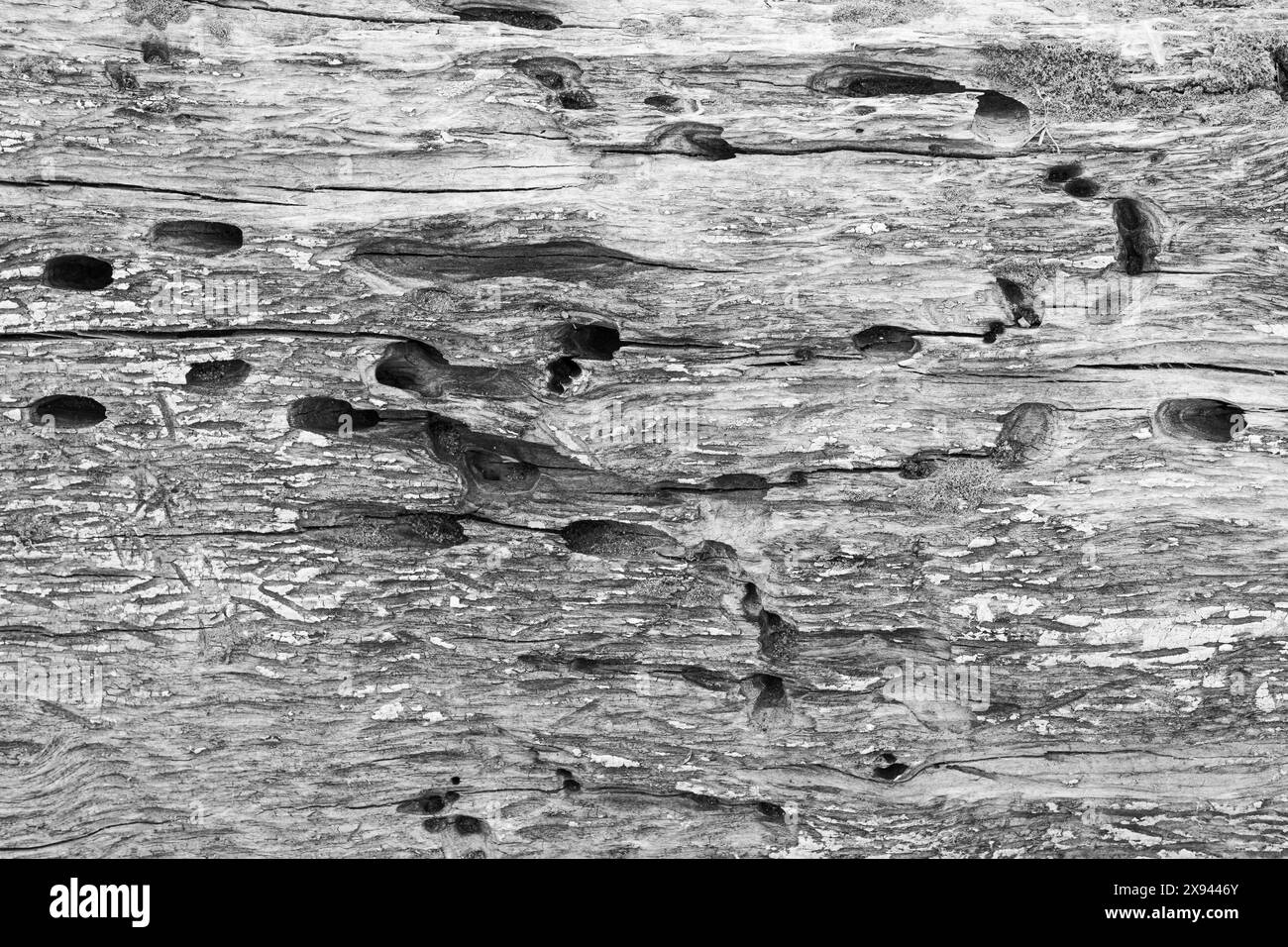 Fond est un vieil arbre sec mangé par des coléoptères de l'écorce Banque D'Images