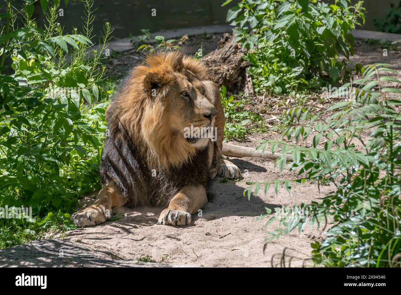 Lyion mâle avec une grosse crinière couchée sur le sol au zoo, tourné dans la lumière du printemps à Stuttgart, Allemagne Banque D'Images