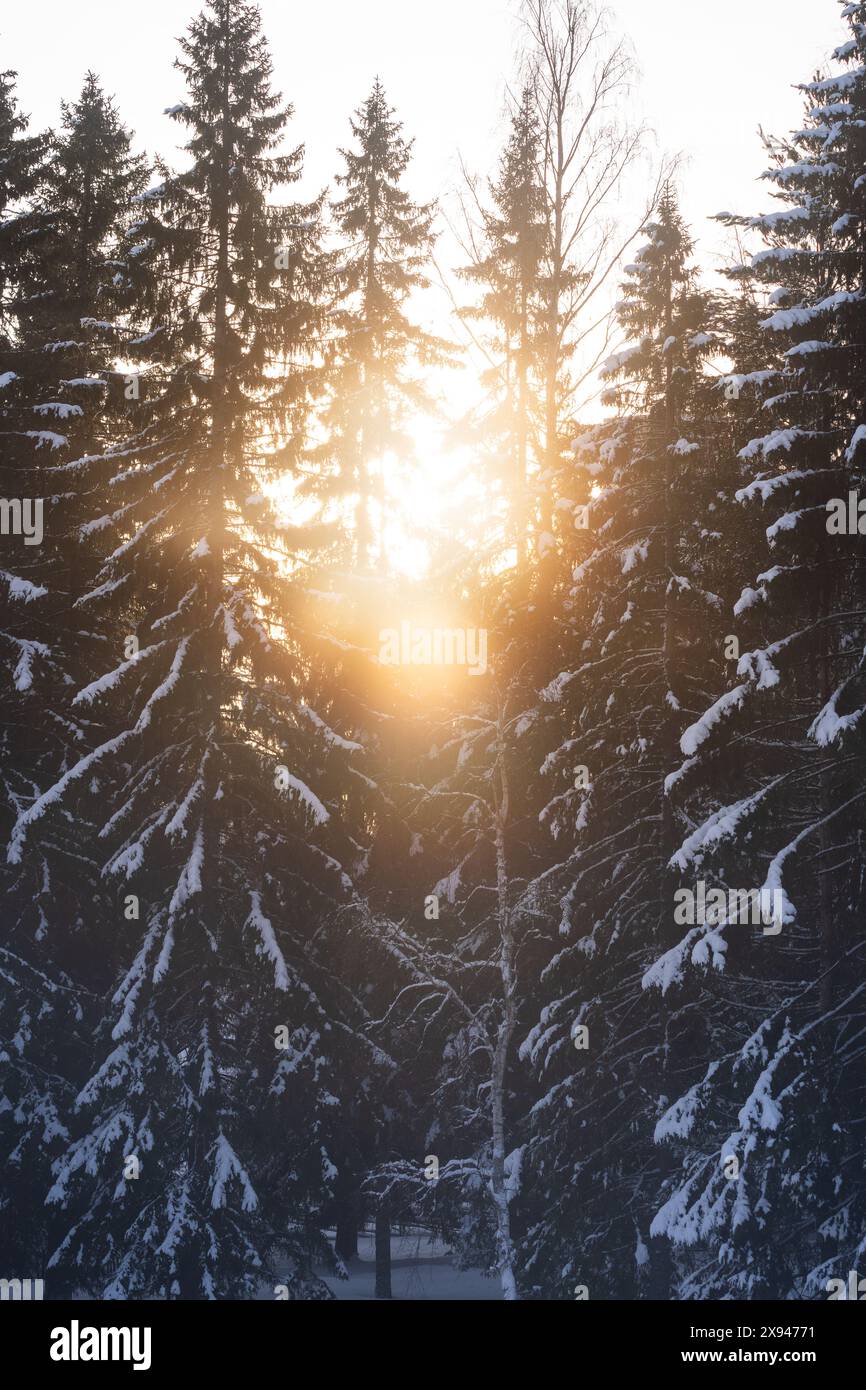 La lumière du soleil filtrant à travers les arbres enneigés, capturant l'atmosphère enchanteresse d'une forêt hivernale. Banque D'Images
