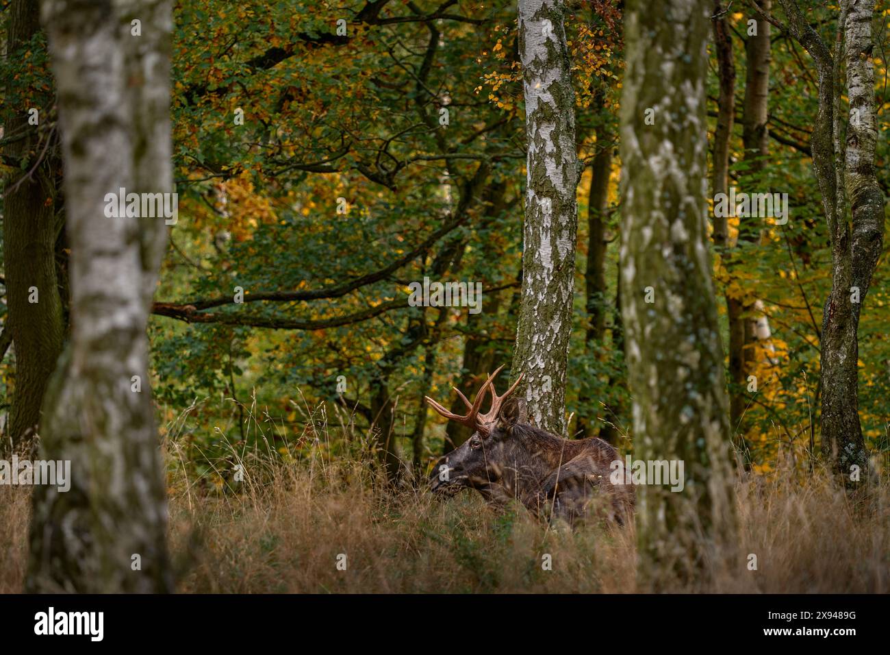 Wapitis eurasiens d'automne, Alces alces dans la forêt sombre pendant les jours de pluie. Bel animal dans l'habitat naturel. Scène animalière de Suède. Moose sur le Banque D'Images