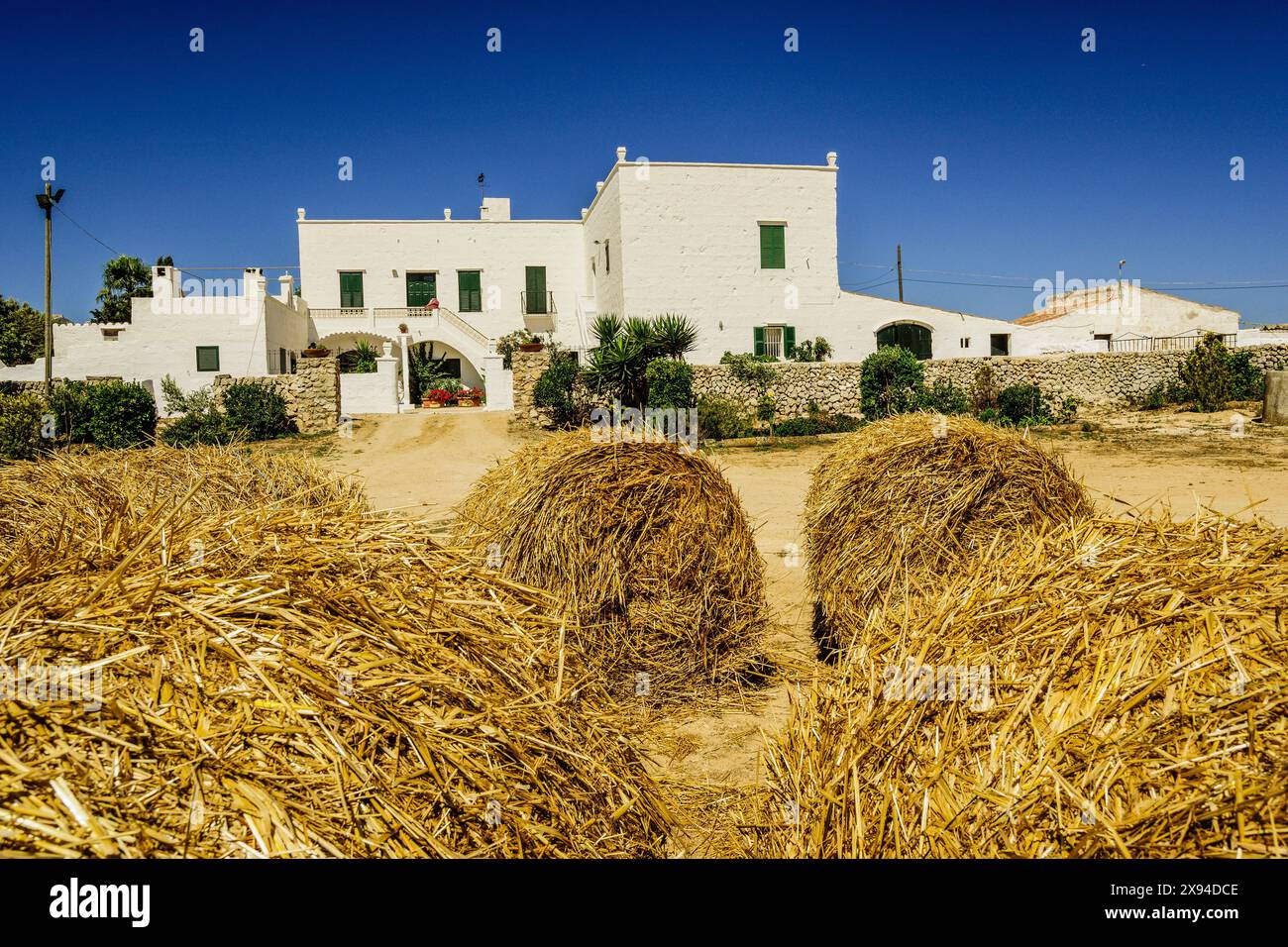 Ferme pour la fabrication artisanale de fromage - appellation d'origine Mahon artesano- finca Binigarba, Ciutadella, Minorque, Îles Baléares, Espagne Banque D'Images