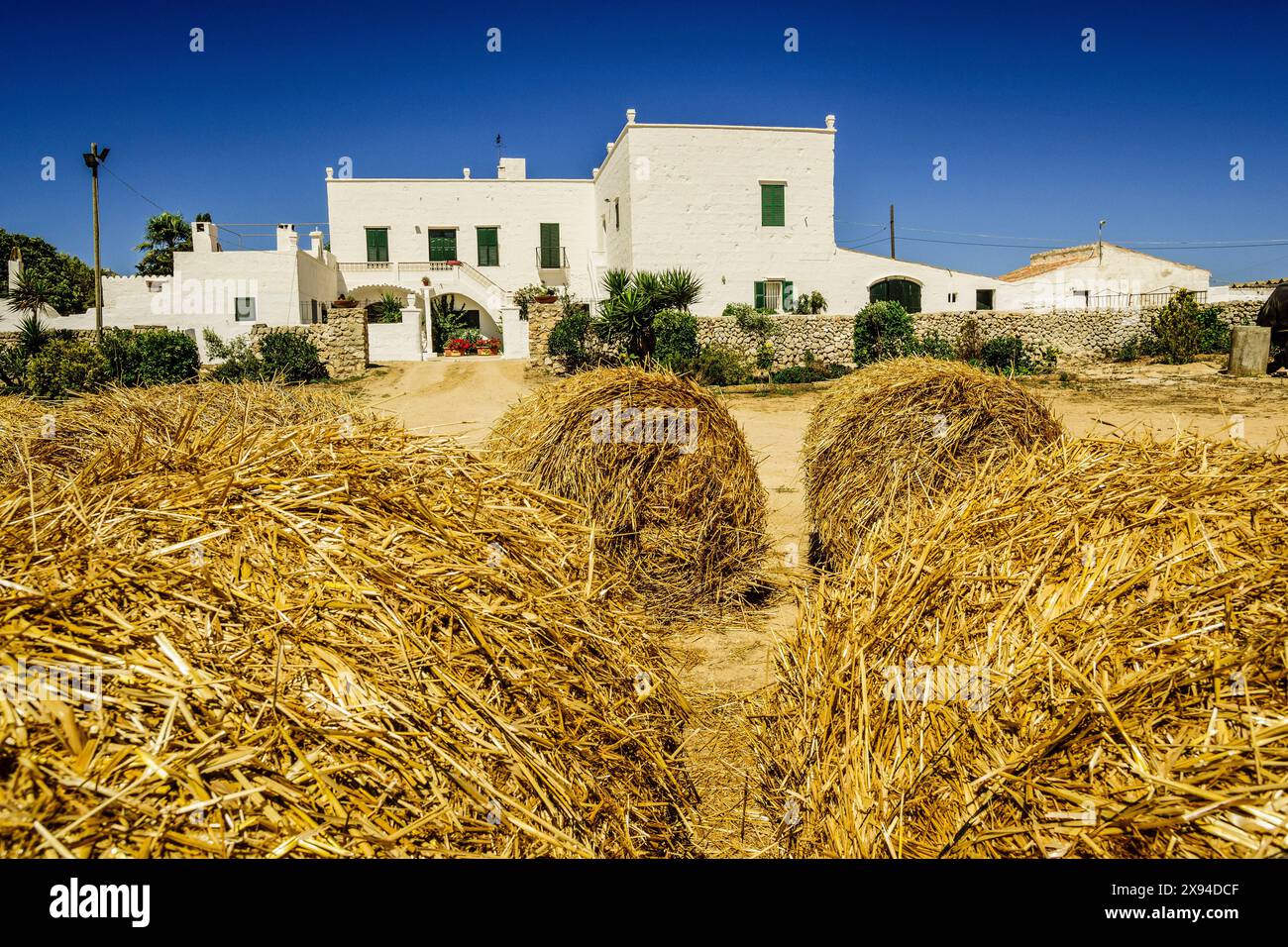 Ferme pour la fabrication artisanale de fromage - appellation d'origine Mahon artesano- finca Binigarba, Ciutadella, Minorque, Îles Baléares, Espagne Banque D'Images
