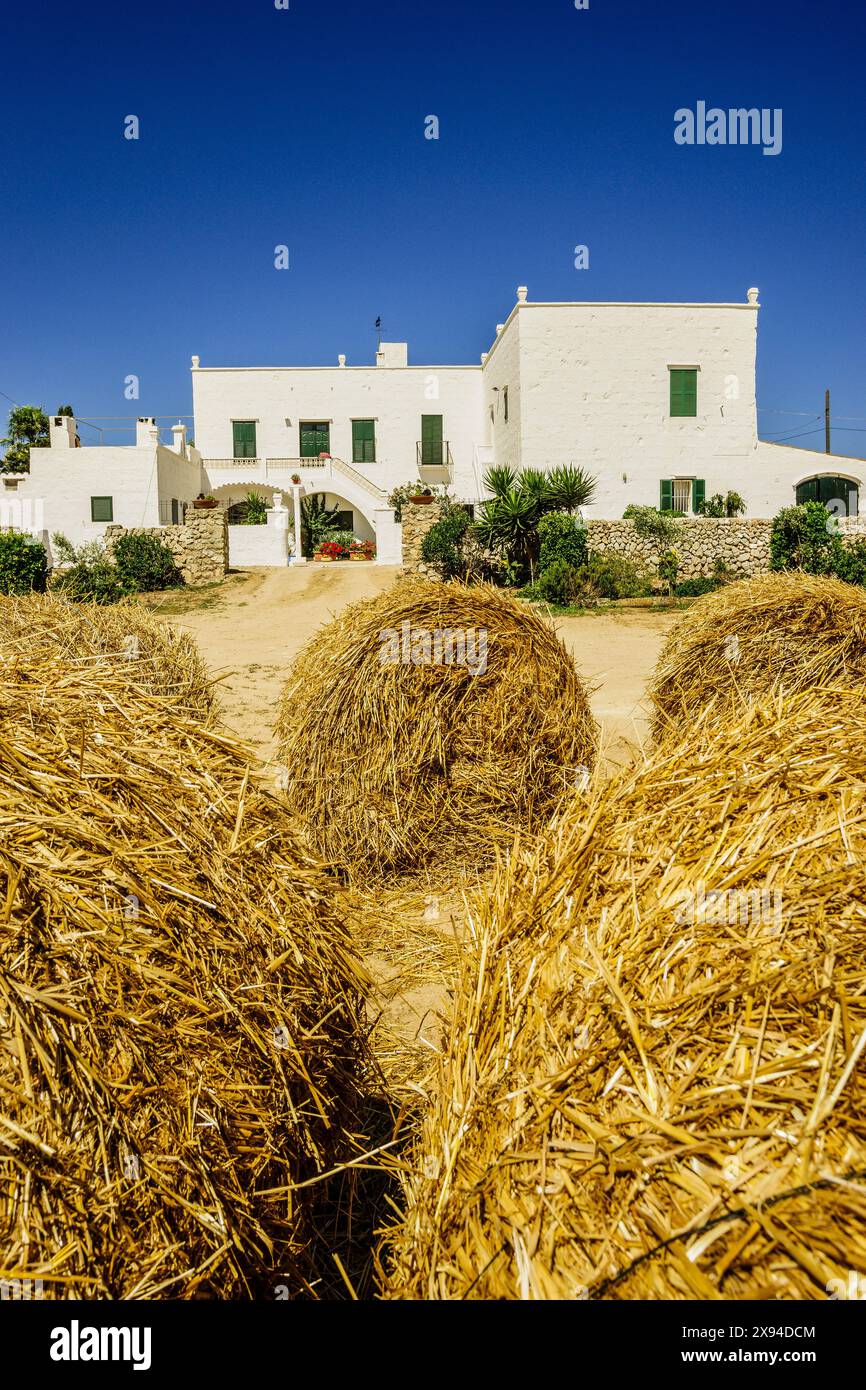 Ferme pour la fabrication artisanale de fromage - appellation d'origine Mahon artesano- finca Binigarba, Ciutadella, Minorque, Îles Baléares, Espagne Banque D'Images