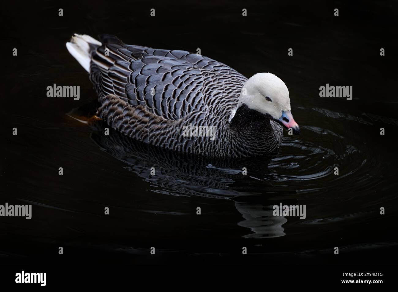 Oie empereur, Anser canagicus, grand canard dans l'eau, comté de Kodiak Island, Alaska, États-Unis. Oiseau d'eau grise blanche dans la mer de l'océan. Animal dans la habita Banque D'Images