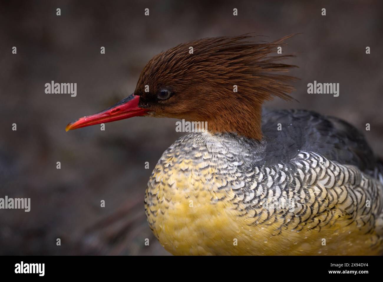 Merganser à flancs écaillés, Mergus squamatus, canard à bec jaune de Chine en Asie. Gros plan détail marron tête portrati d'oiseau d'eau. Merganser à faces écailleuses Banque D'Images