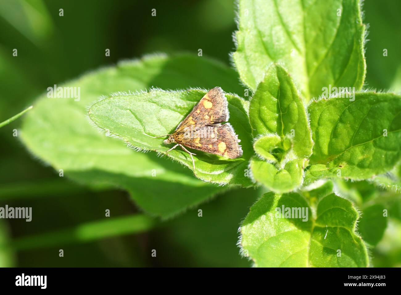 teigne int (Pyrausta aurata). Sous-famille des Pyraustinae. La famille des papillons (Crambidae). Papillon de nuit volant sur un Origanum. Jardin hollandais, pays-Bas, printemps, Banque D'Images