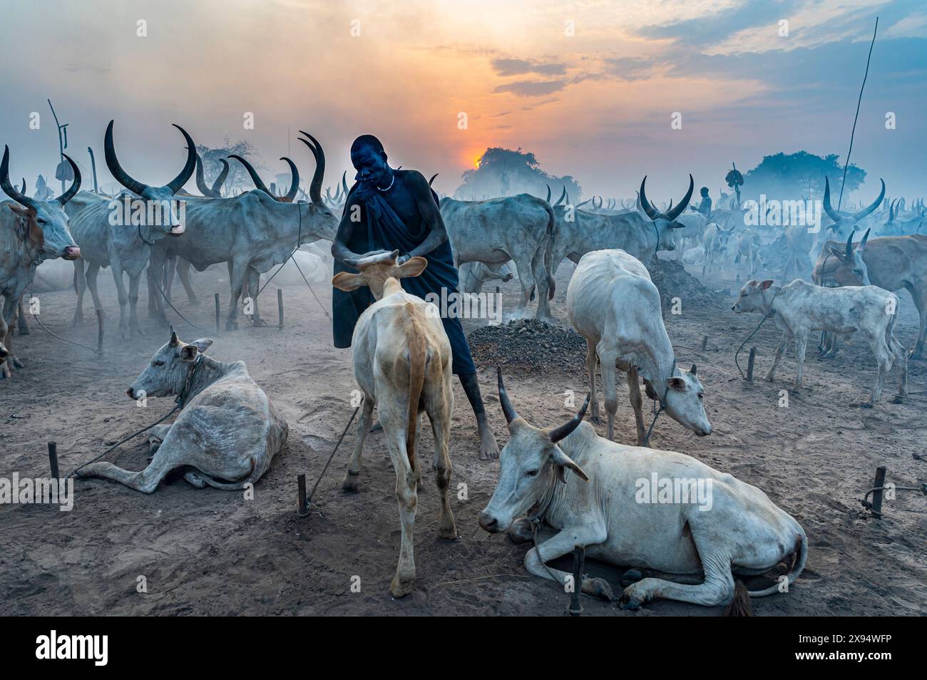 Homme de la tribu Mundari nettoyant une vache de la terre, Soudan du Sud, Afrique Banque D'Images