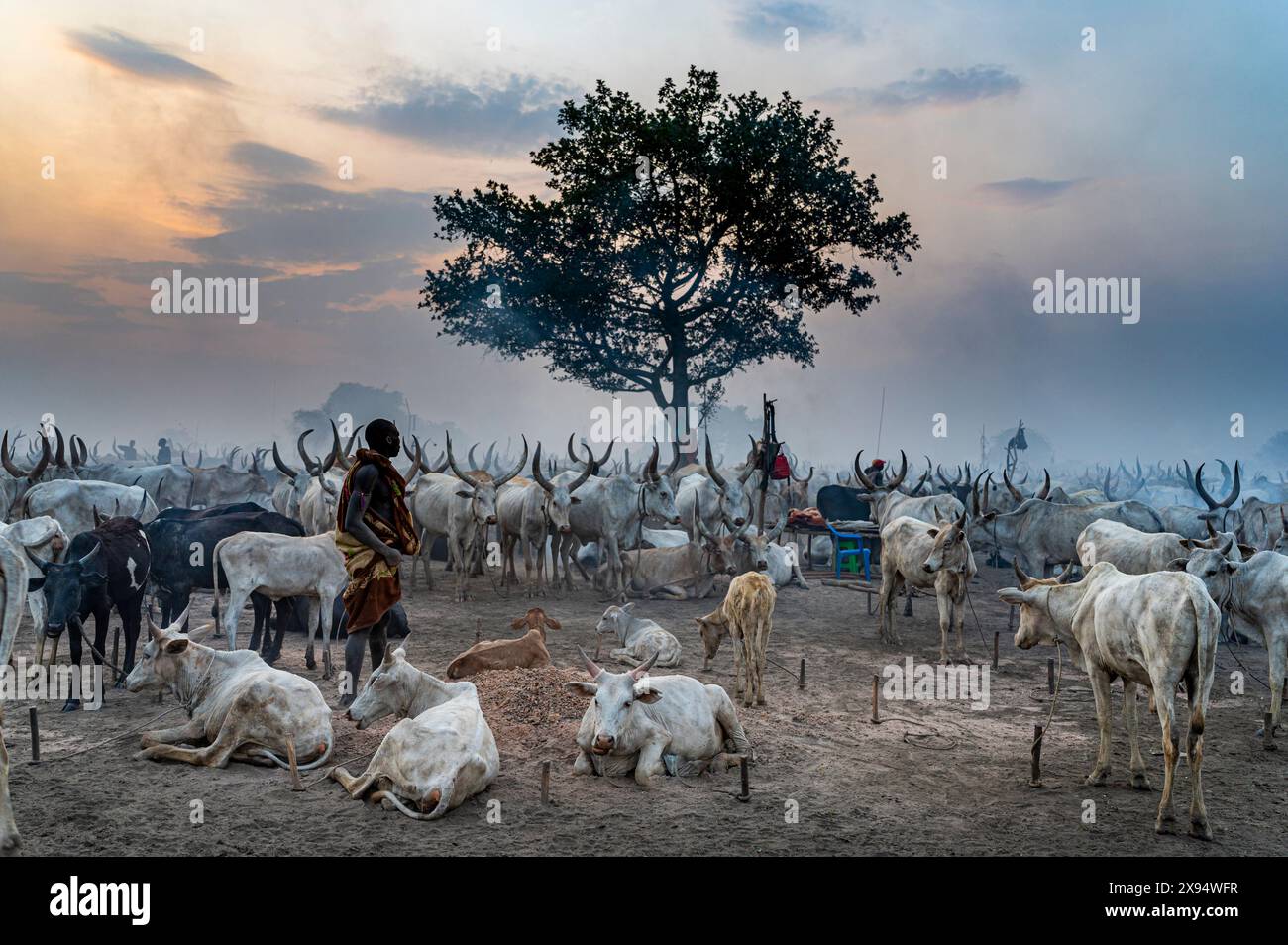 Homme de la tribu Mundari nettoyant une vache, Soudan du Sud, Afrique Banque D'Images