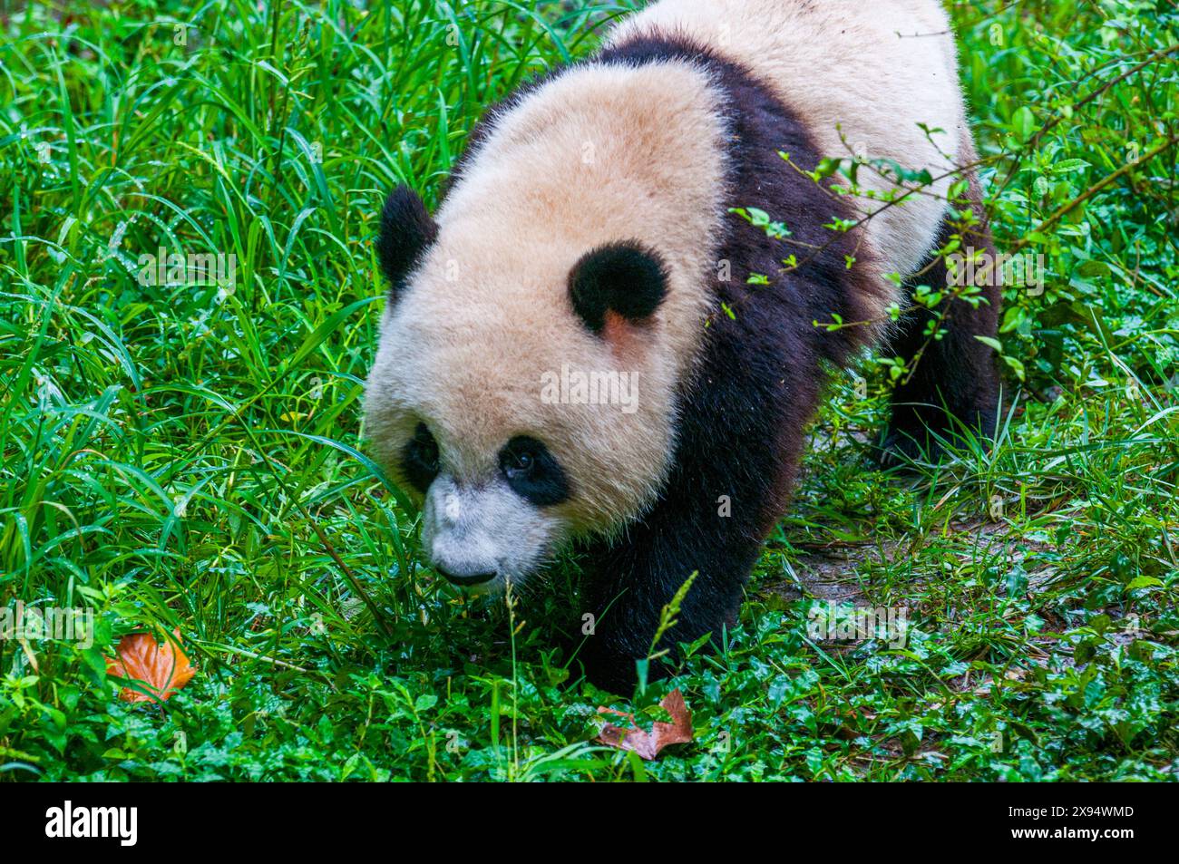 Ours Panda, Chengdu, Sichuan, Chine, Asie Banque D'Images