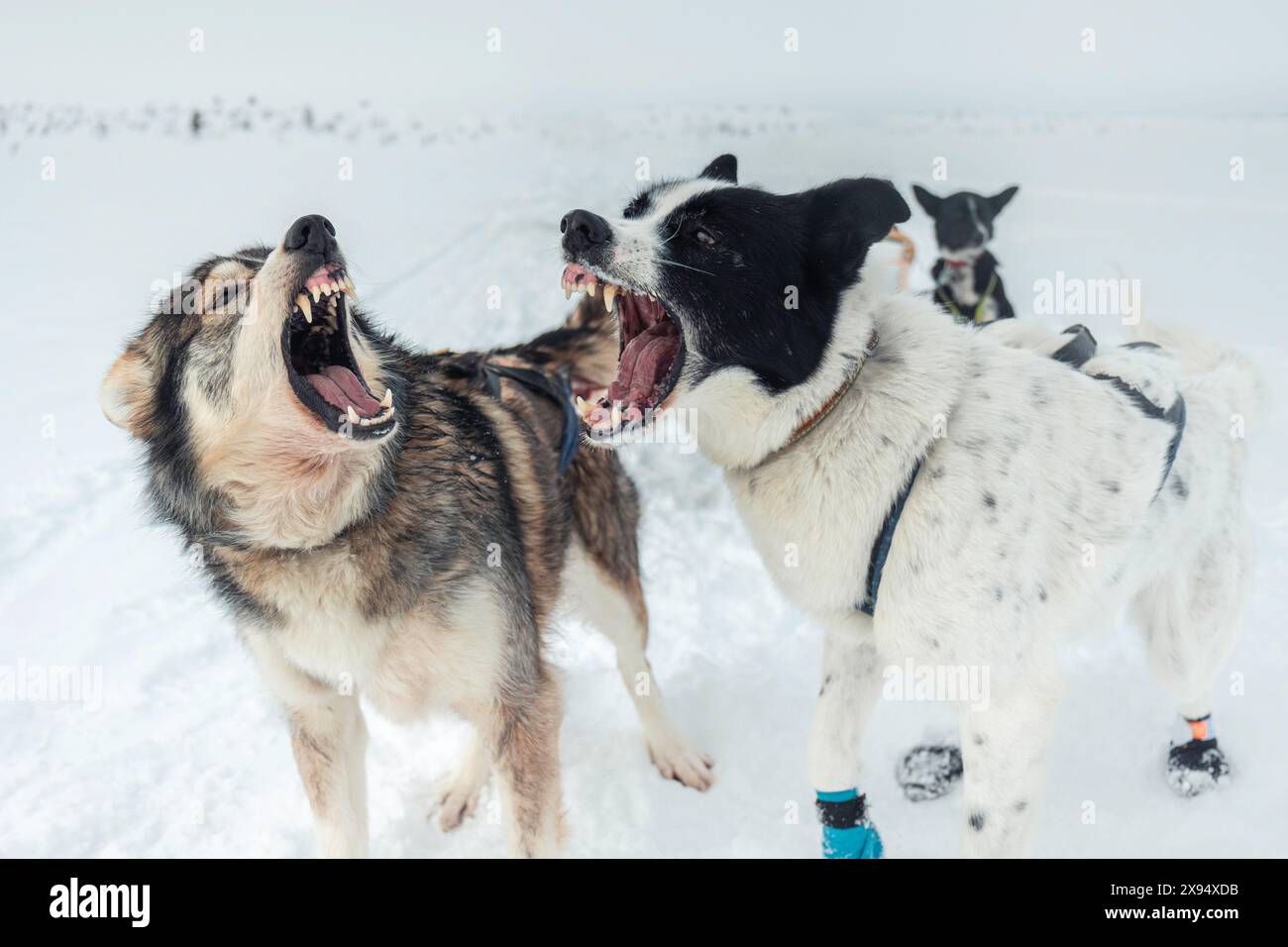 Plan d'action de deux chiens de traîneau, un Husky et une race mixte, montrant leurs dents et aboyant, agressivité ludique, dans la neige sur la toundra arctique. Chien sl Banque D'Images