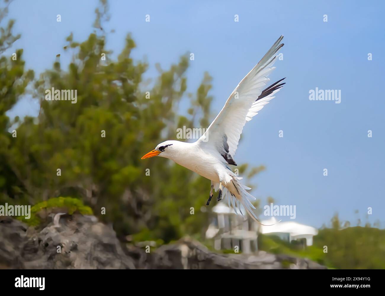 Oiseau tropical à queue blanche (Phaethon lepturus), un oiseau de mer connu sous le nom de longue queue, trouvé dans les océans Pacifique, Atlantique et Indien, Bermda, Atlantique Nord Banque D'Images