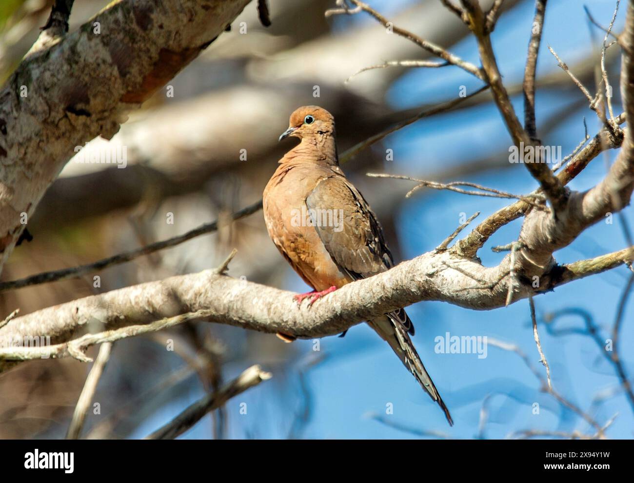 Dove en deuil (Zenaida macroura), un membre de la famille des colombes, Columbidae, nommé d'après son appel douloureux, Bermudes, Atlantique Nord, Amérique du Nord Banque D'Images