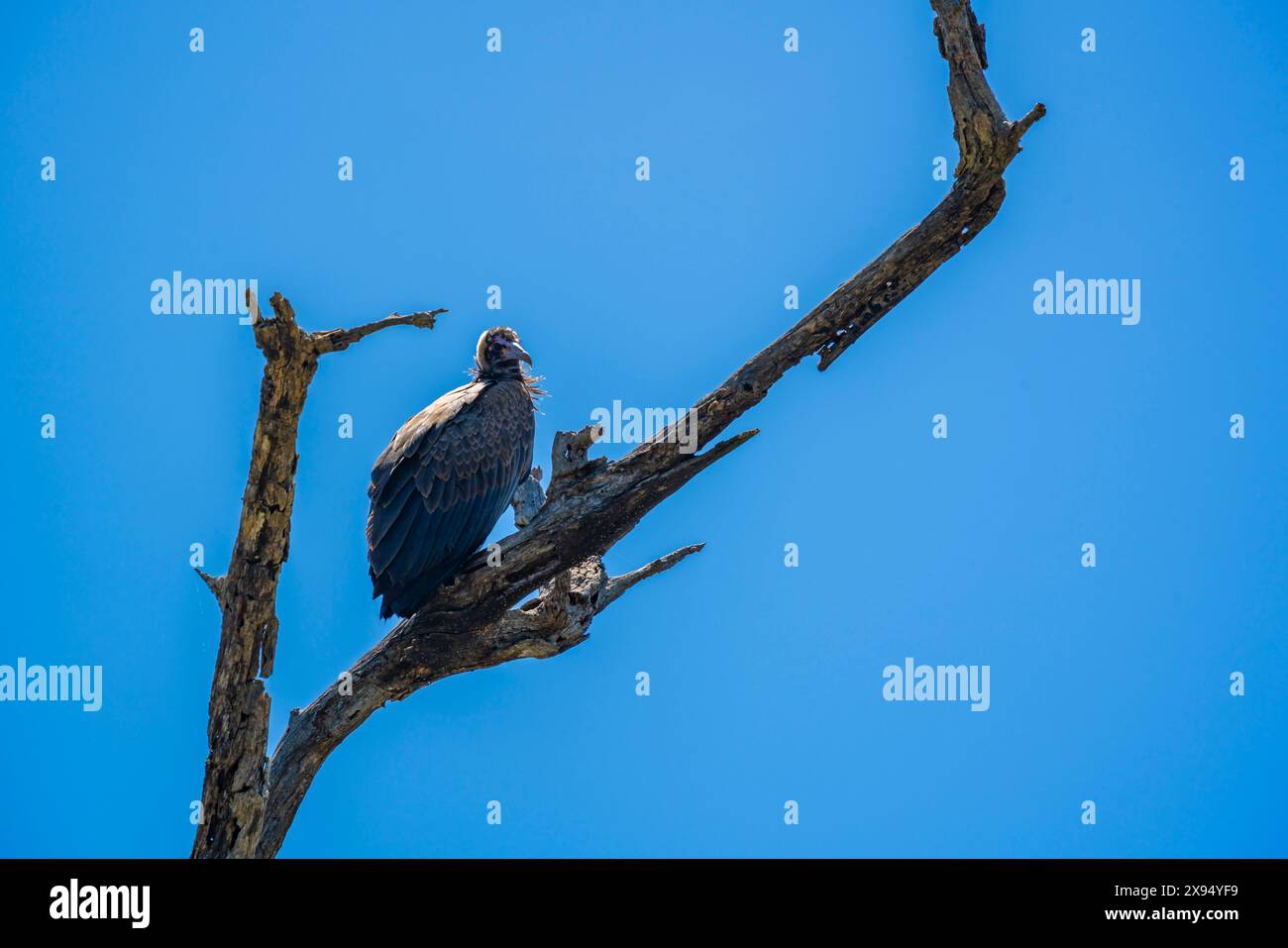 Vue d'un vautours à dos blanc (Gyps africanus) dans un arbre sur la route du gibier dans le parc national Kruger, Afrique du Sud, Afrique Banque D'Images