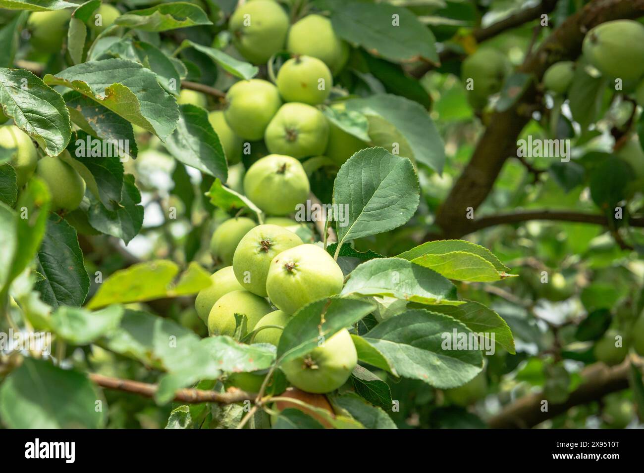 Pommes vertes sur l'arbre, jour de juillet Banque D'Images