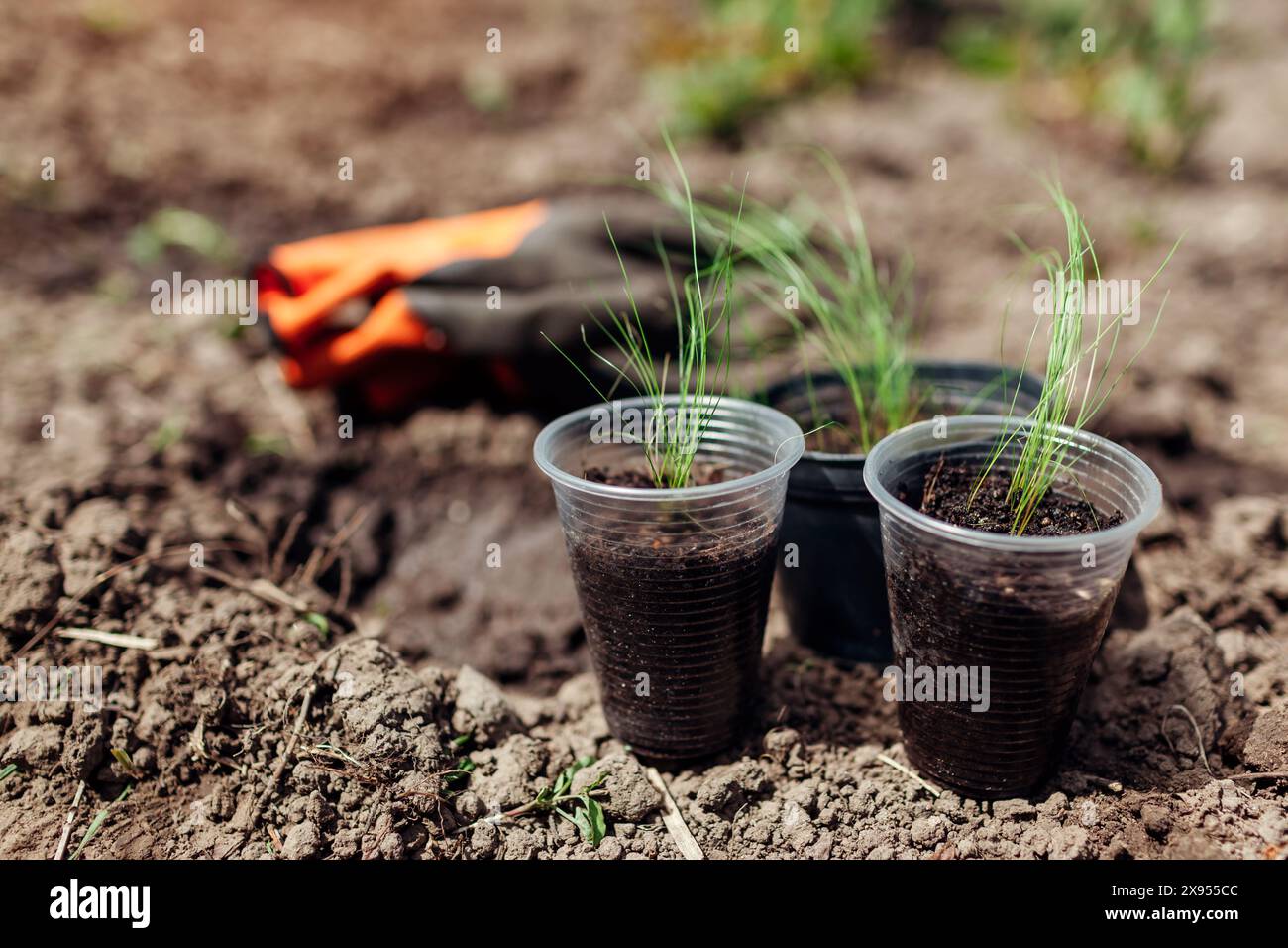 Queue de poney herbe cultivée à partir de graines. Transplantation de jeunes plants de Nassella tenuissima à partir de pots dans le sol du jardin de printemps. Banque D'Images