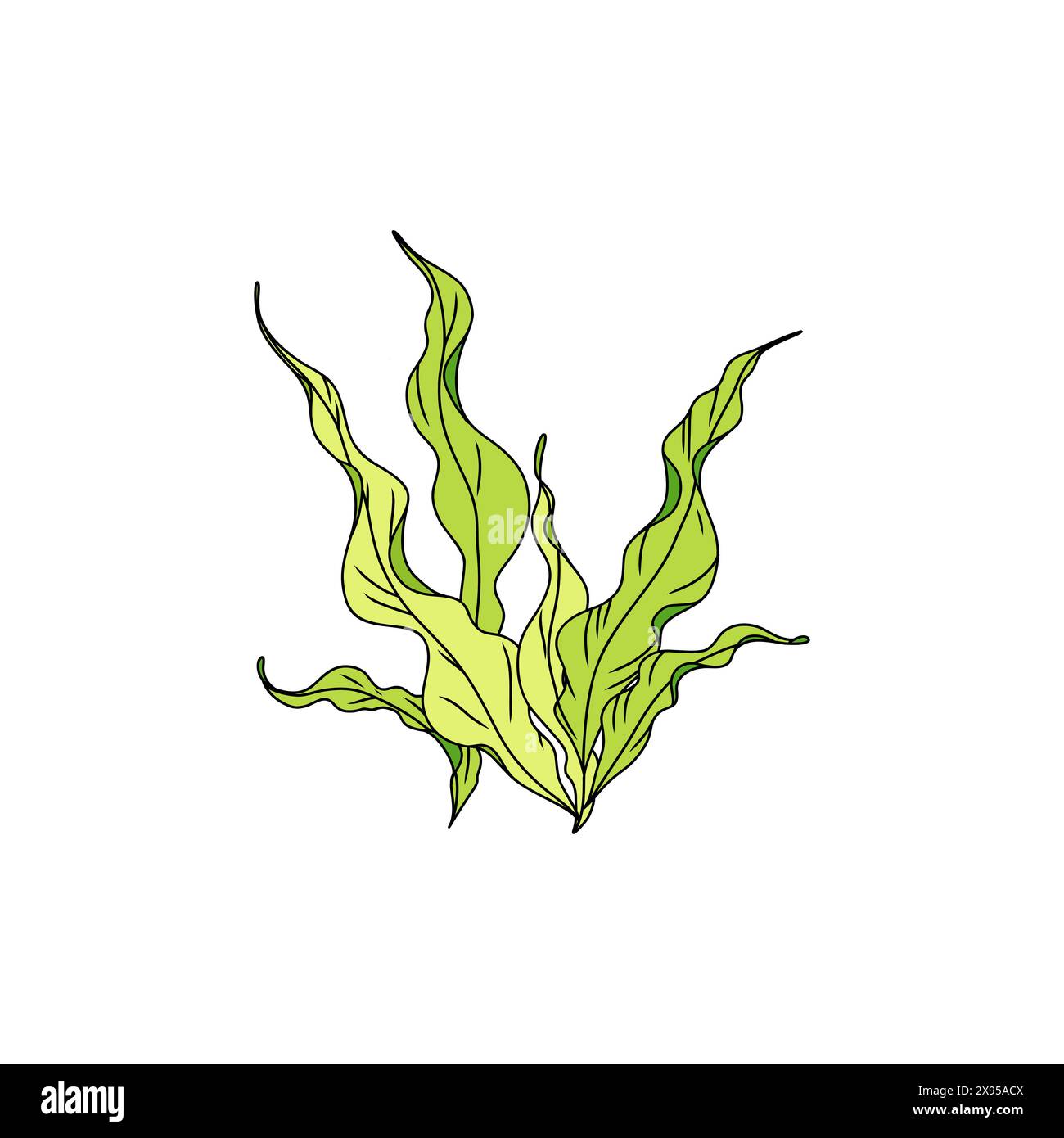 Illustration graphique d'algues vertes dessinées à la main. Dessin naturel Illustration de Vecteur