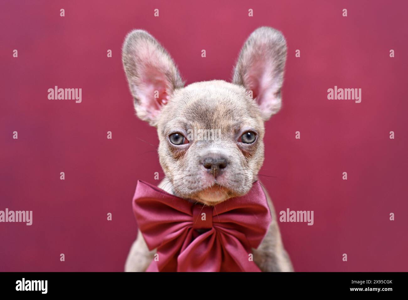 Portrait du jeune chiot de chien bouledogue français Brindle lilac avec ruban Bordeaux devant le fond de studio Banque D'Images