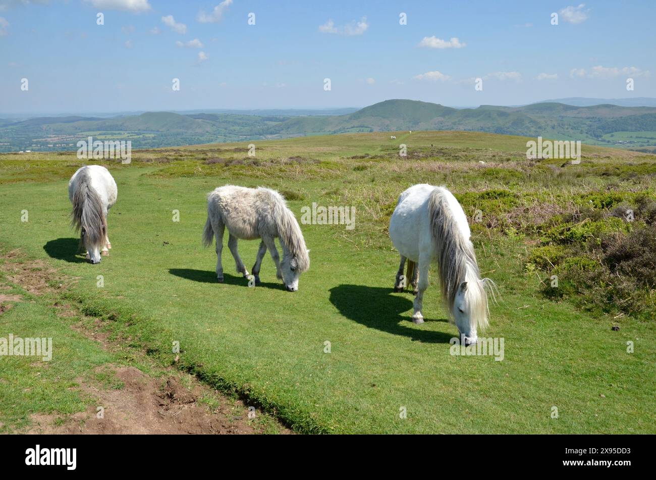 Poneys qui paissent sur les collines du Shropshire au sommet de la Batch Valley près du village de All Stretton Banque D'Images