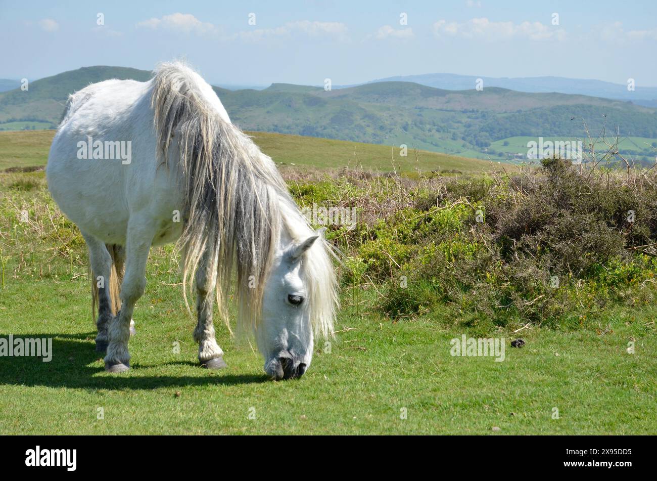 Poneys qui paissent sur les collines du Shropshire au sommet de la Batch Valley près du village de All Stretton Banque D'Images