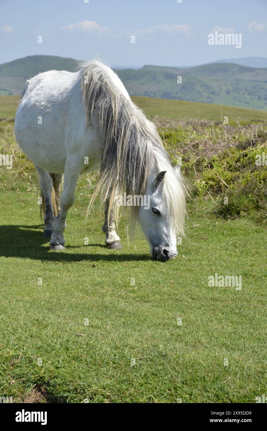 Poneys qui paissent sur les collines du Shropshire au sommet de la Batch Valley près du village de All Stretton Banque D'Images