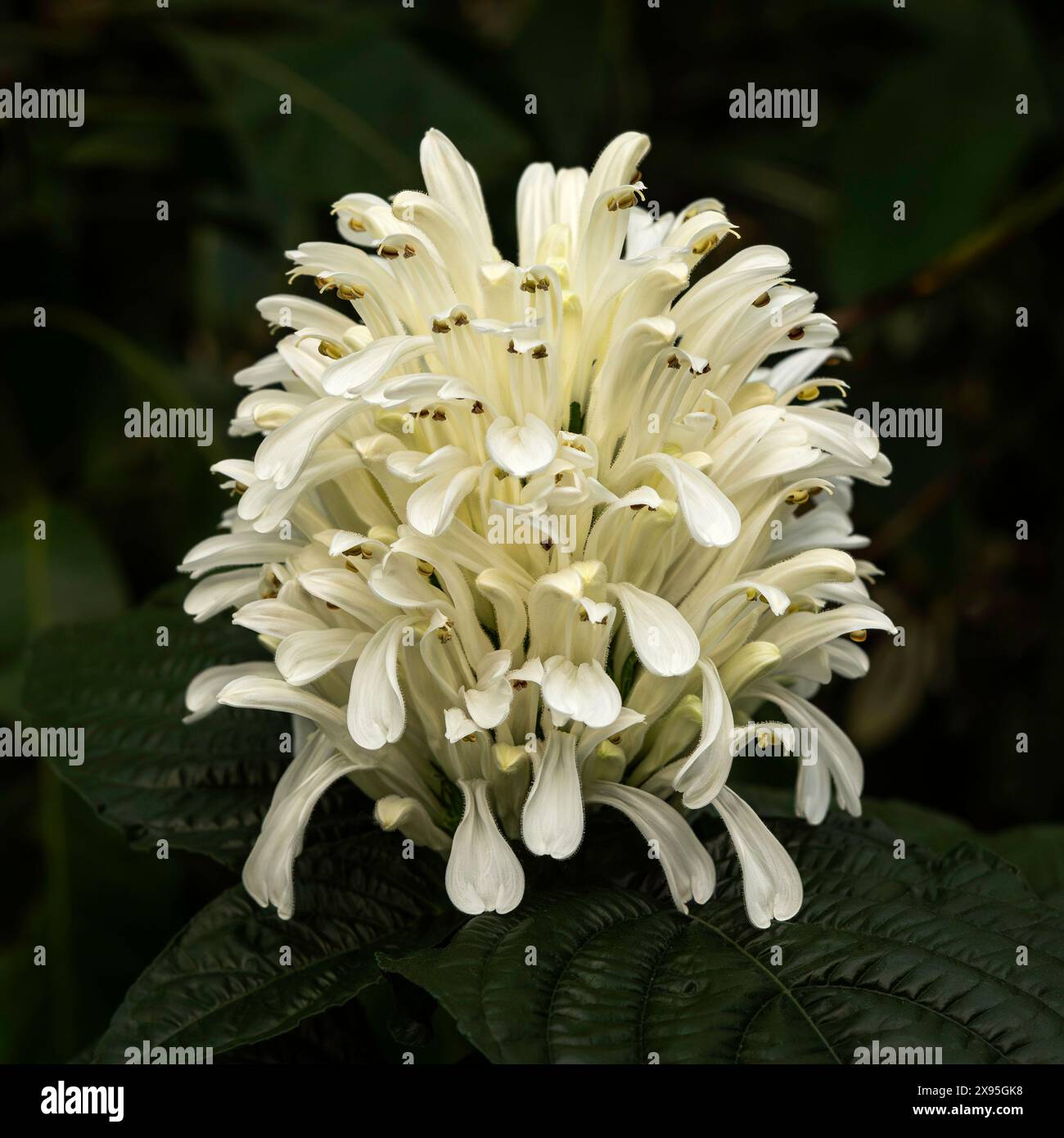 Justicia Carnea - Plume brésilienne blanche Banque D'Images