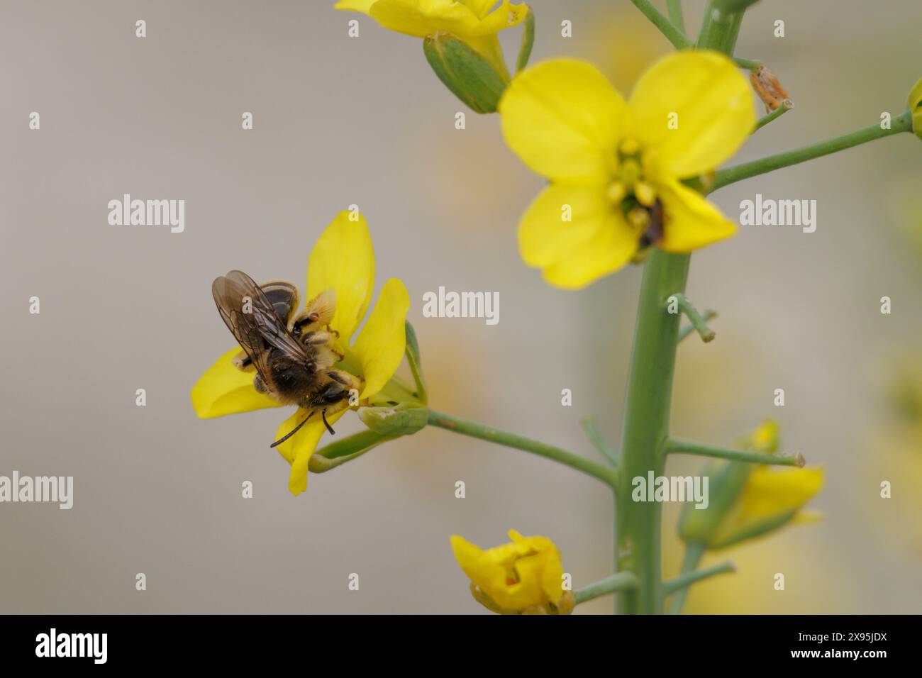 Dasypoda pantalon abeille se nourrissant sur roquette, Diplotaxis tenuifolia, dans les environs du marais de Beniarres, Espagne Banque D'Images